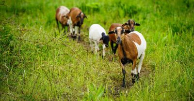 Owce ponownie koszą trawę w Katowicach